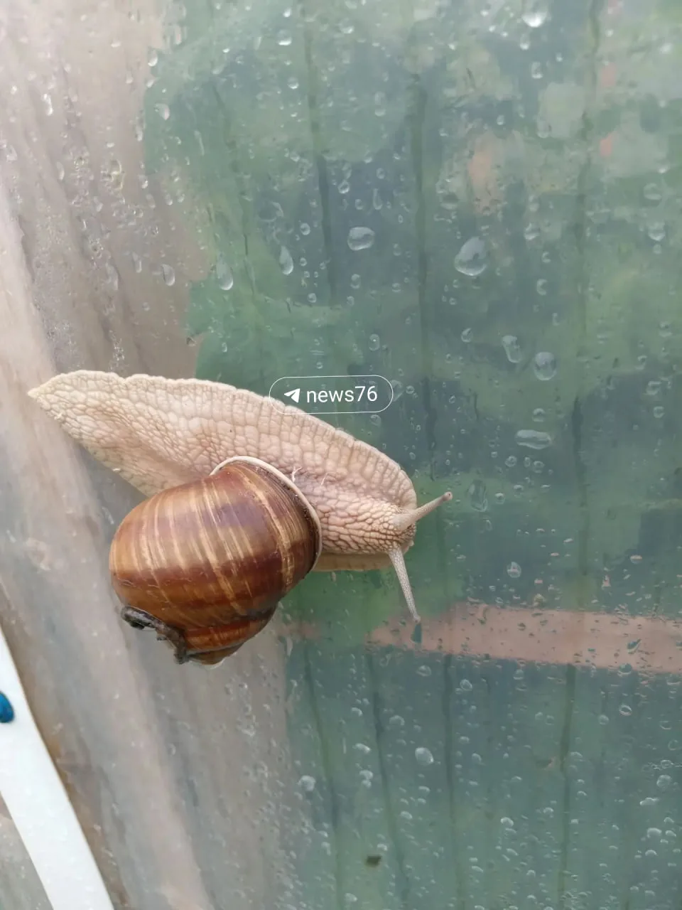 🐌 Вот такое чудо-юдо обнаружила ярославна на своей даче

— У меня на даче такая страсть, — написала