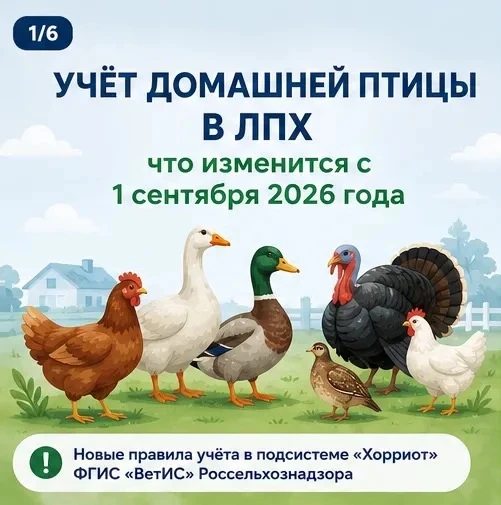 🐥🪿🦆🐔Владельцев ЛПХ обязали поставить домашнюю птицу на ветеринарный учёт до сентября