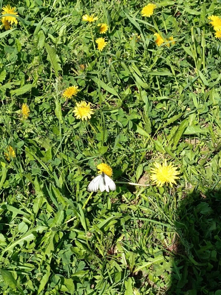 🔊В эфире 👫Бусинки 👫и бабочки🧚‍♀️

🧚‍♀️Летела бабочка, летела

Устала, на ладошку села

Немного 