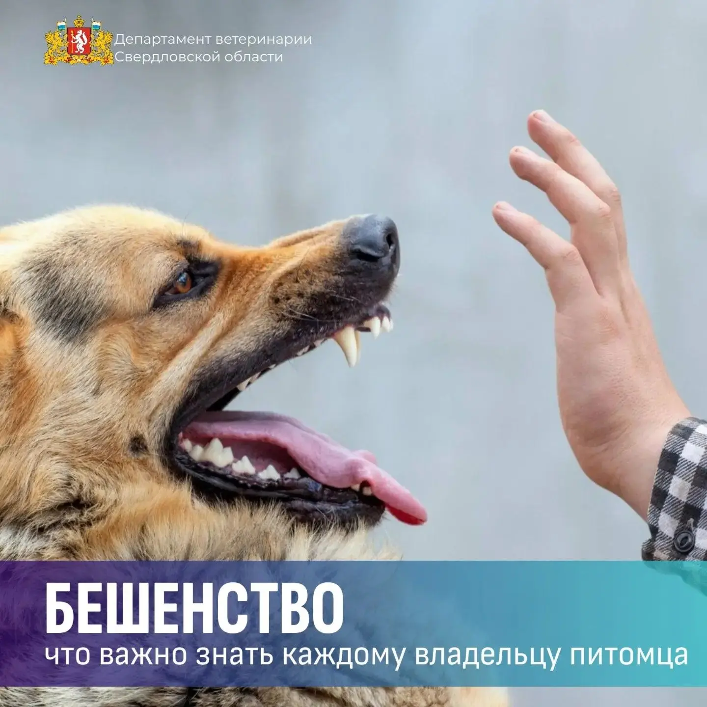 🦠 Бешенство — смертельно опасное заболевание!
