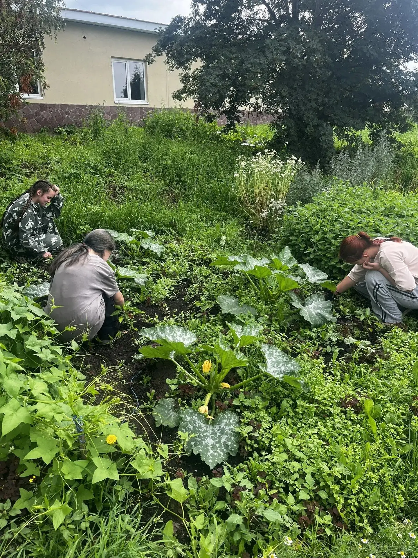 На пришкольном участке, прополка идет полным ходом! Ребята старательно очищают морковь и свеклу от с