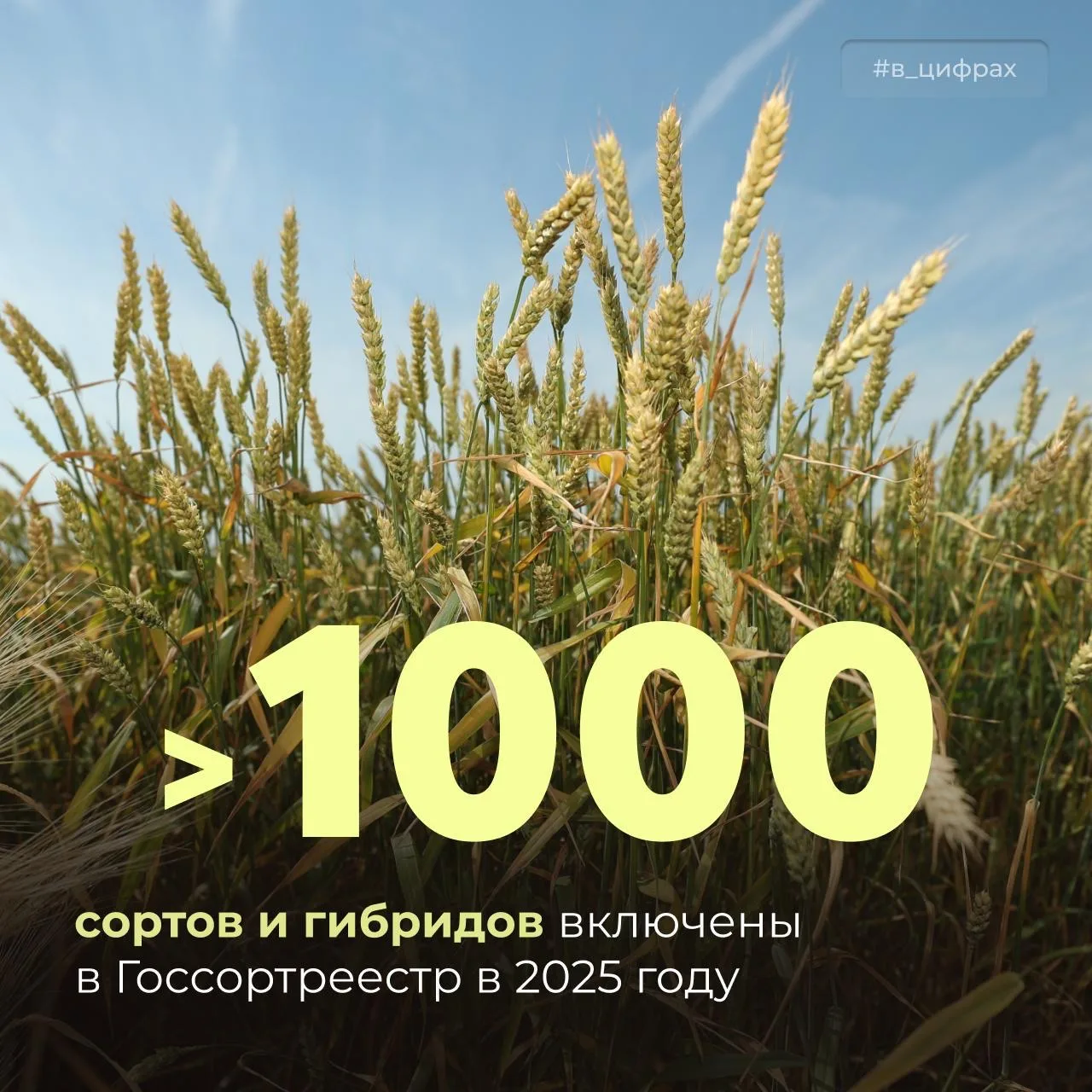 🍅 Новые сорта — новые вкусы: что появится на наших кухнях в этом сезоне?