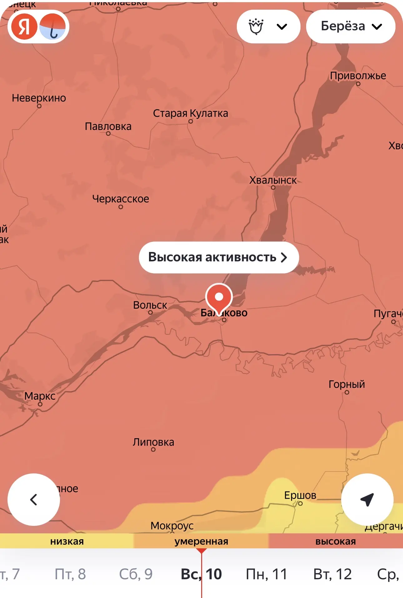 🤧Балаково накрыла высокая активность пыльцы берёзы. «Яндекс Погода» фиксирует максимальный уровень а