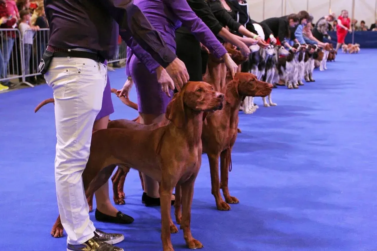 🐶 Приглашаем на выставку собак
