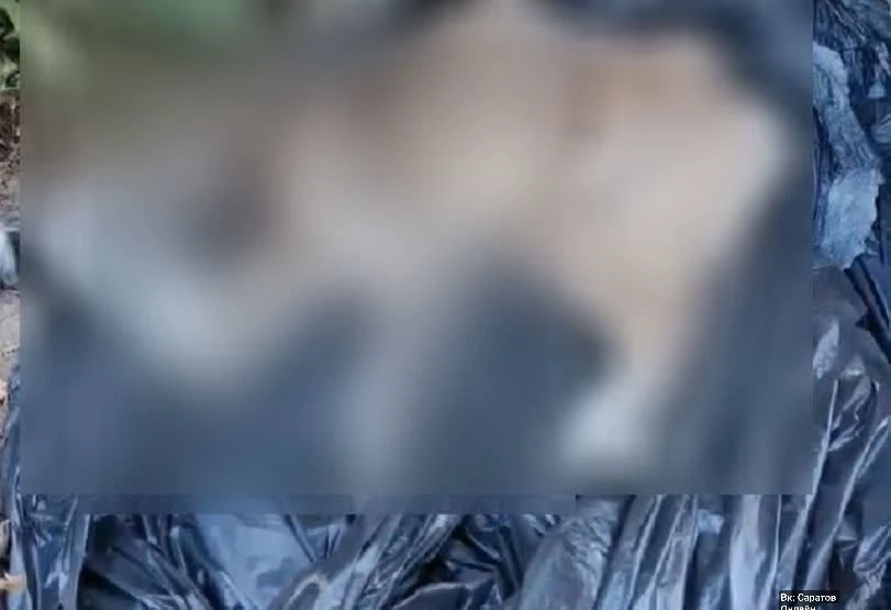 😰 Мертвую кошку и истощенную собаку нашли саратовцы в мусорном баке на Перспективной, 8