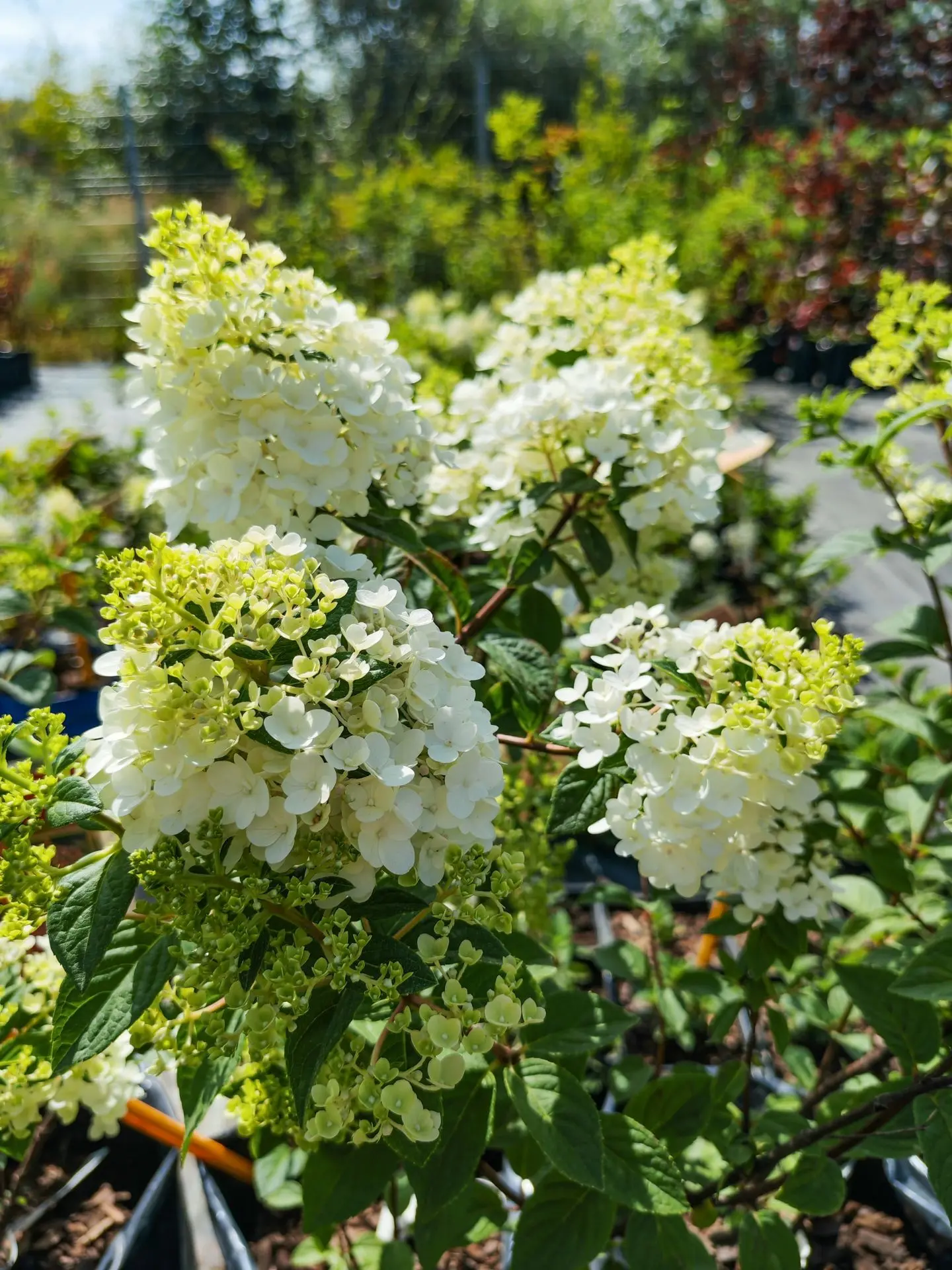Запасайтесь гортензиями и наслаждайтесь красивым цветением 🥰