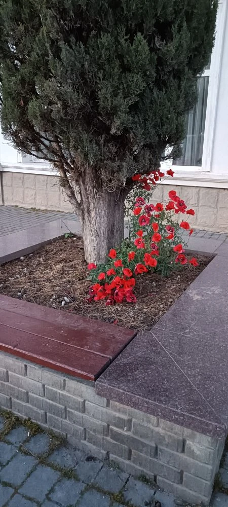 Мак в Балаклаве на набережной Назукина.