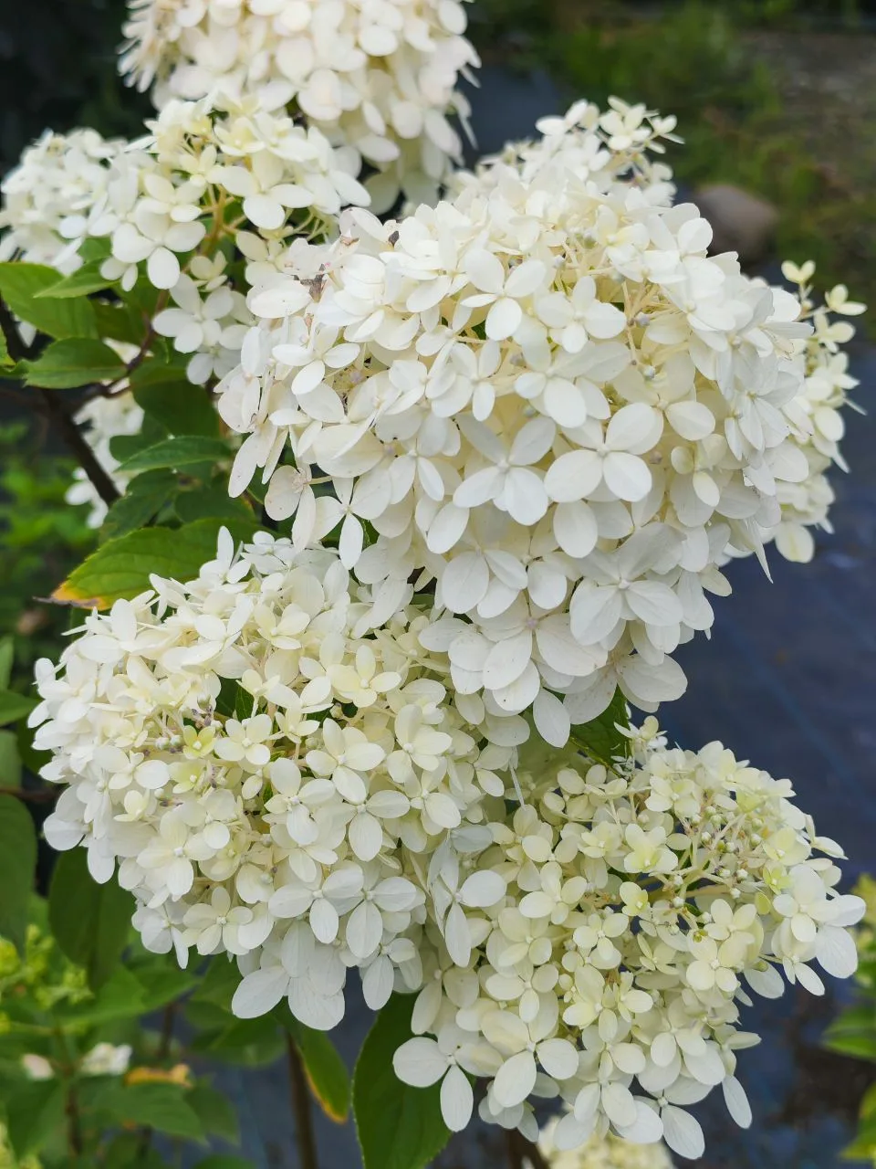 🌸 Крупнолистные - с довольно большими шаровидными соцветиями. Их листья отличаются пло...