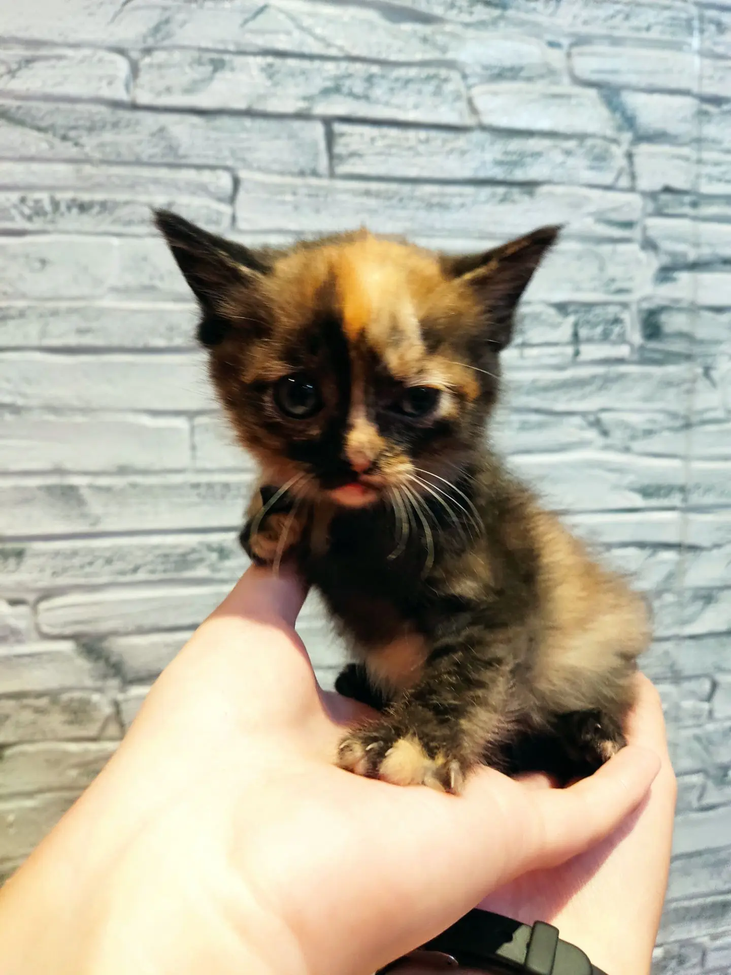 🐱Говорят, трёхцветная кошка — к удаче и достатку: будто она притягивает в дом благопол...