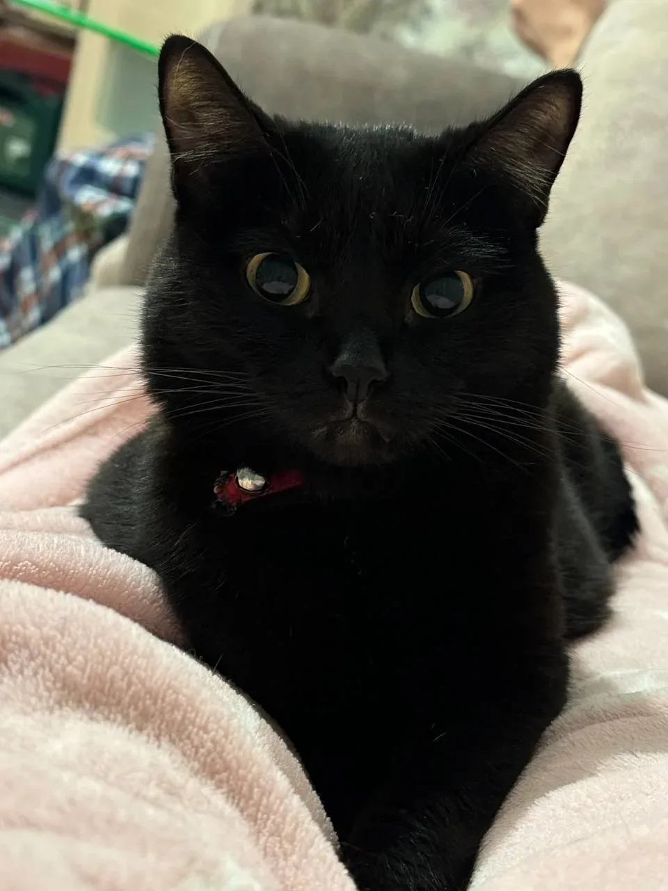 Помните котёнка, которого спасли от собак? 🥺 Вот как живёт эта пантера спустя годы! ❤️   Друзья, сег