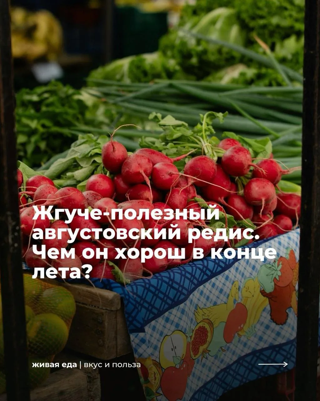 Жгуче-полезный августовский редис. Чем он хорош в конце лета?