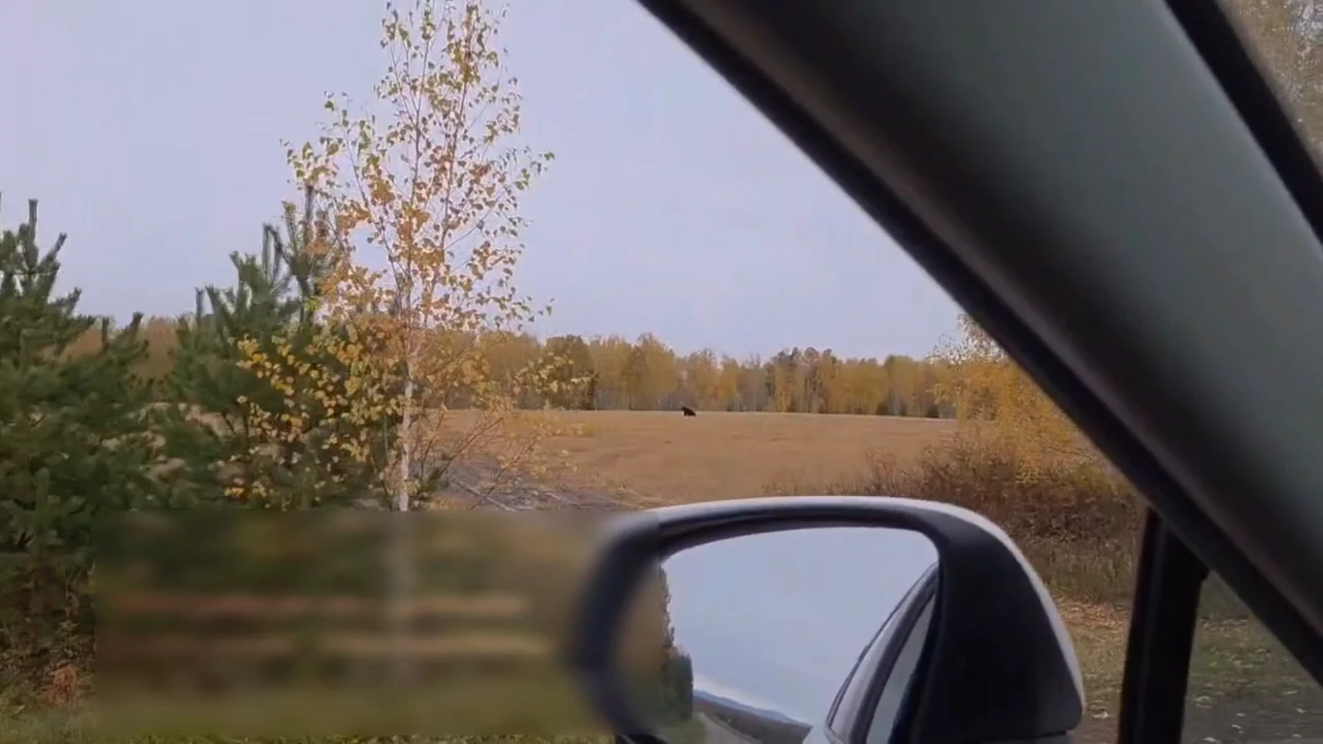 Жители Приангарья поделились фото и видео встречи с медведями за сутки