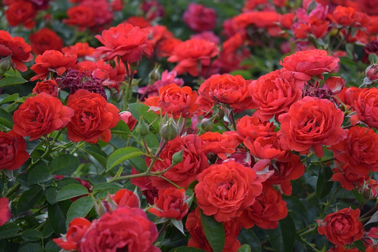 Скарлет (Scarlet Meillandecor)