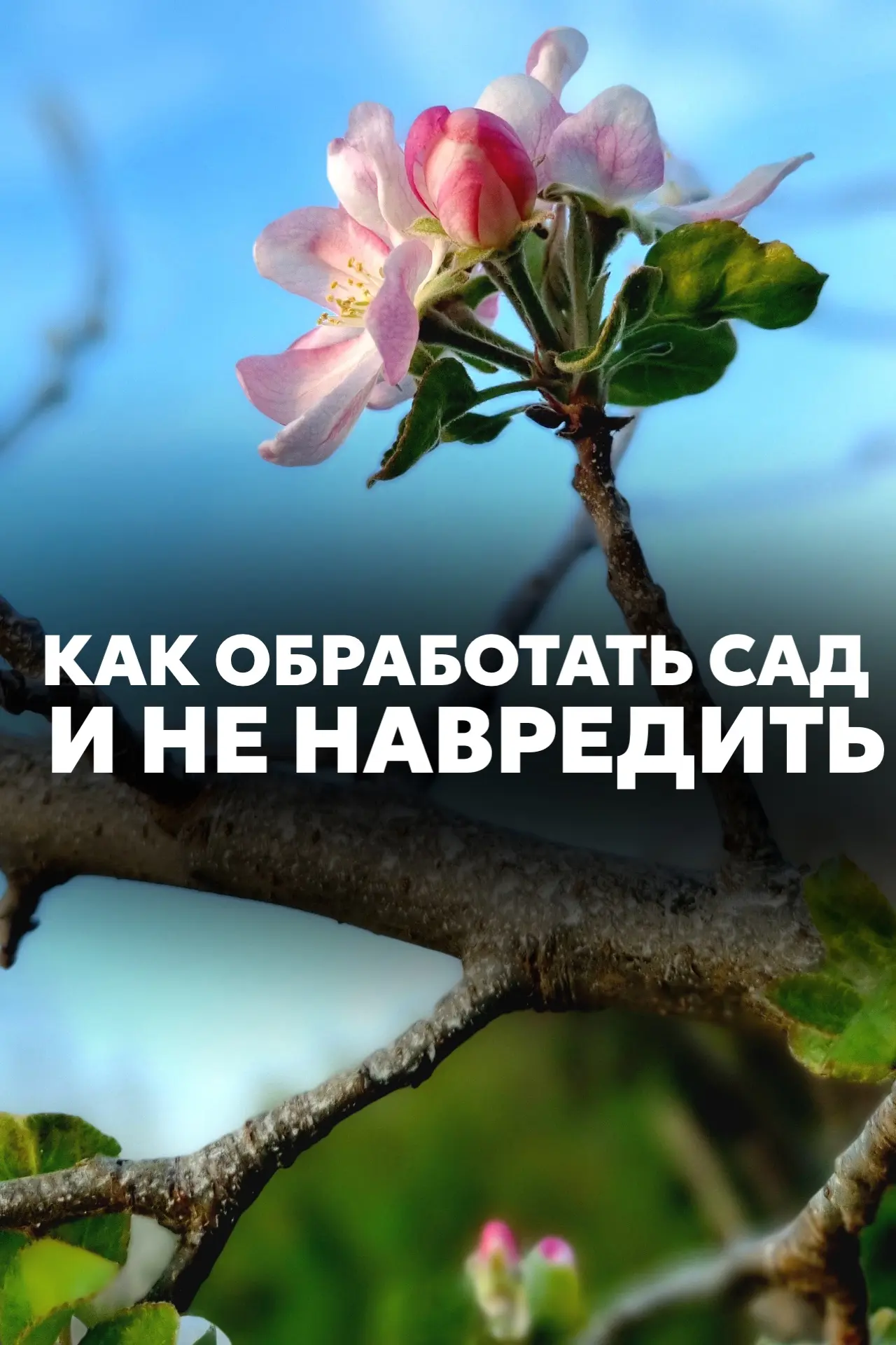 Как обработать сад ранней весной и не навредить пчёлам?
