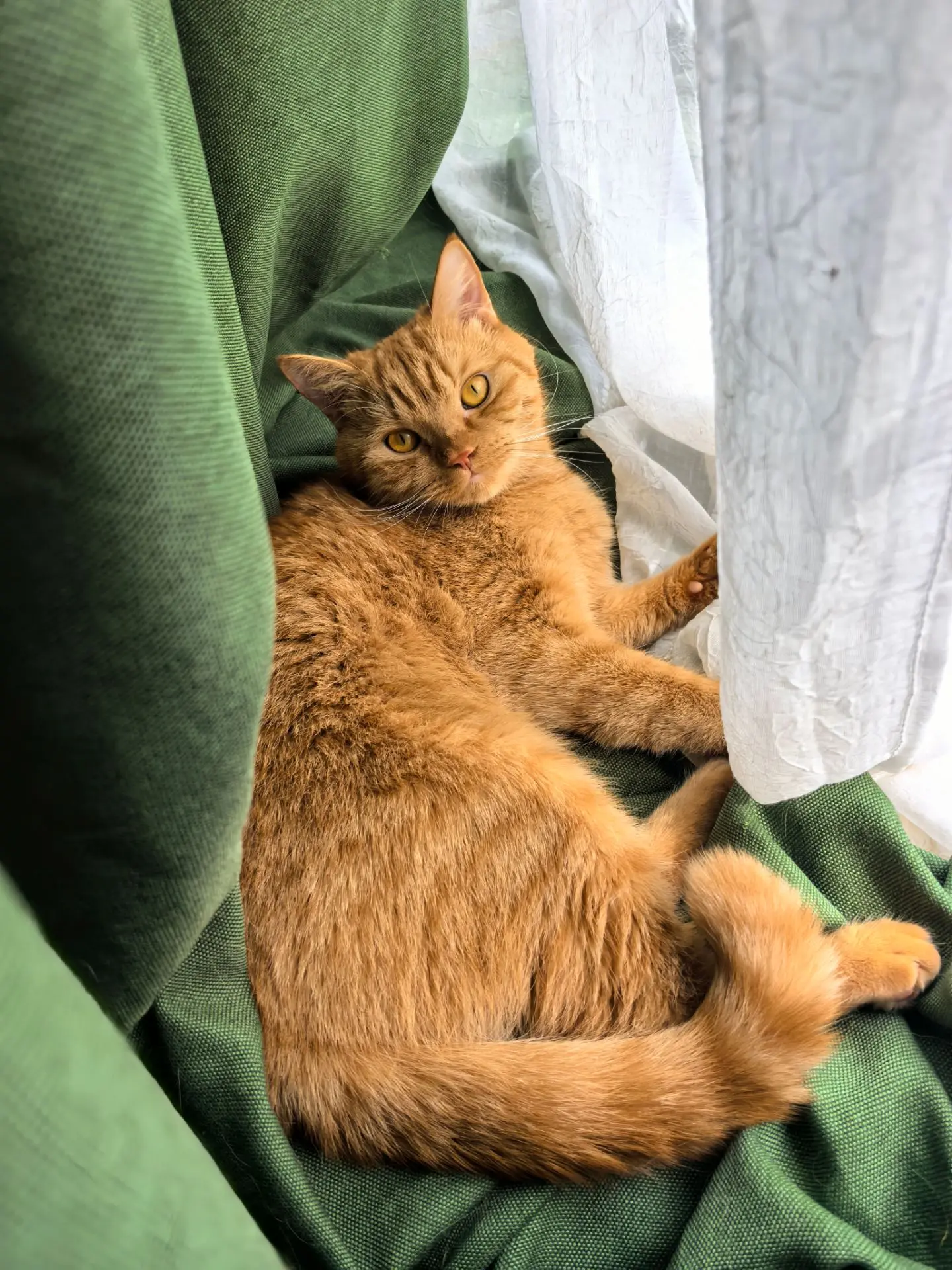 В котике Джейми меня восхищает всё.