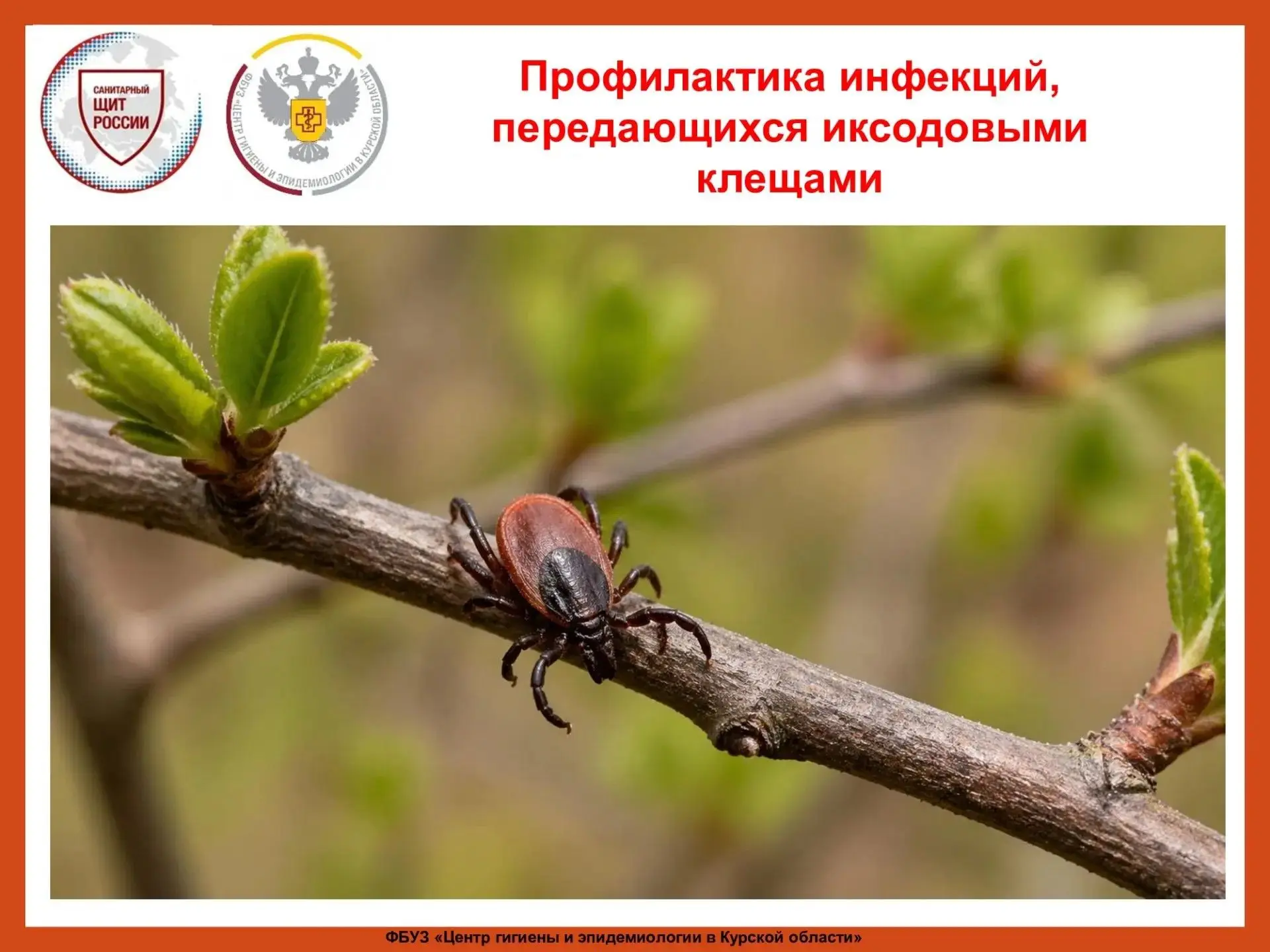 Для человека представляют опасность иксодовые клещи, так как они являются переносчиками...