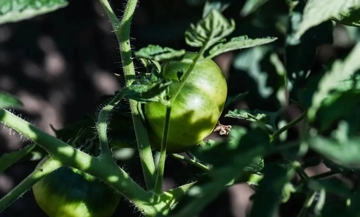 🍅🌸 СУПЕРФОСФАТ: ДЛЯ ЧЕГО И КАК ПРИМЕНЯТЬ

Фосфор — главный двигатель корневой системы и цветения. 