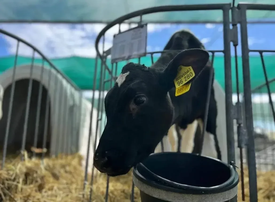 Клонированная корова Звездочка, появившаяся на свет в Краснодарском крае, впервые принесла потомство