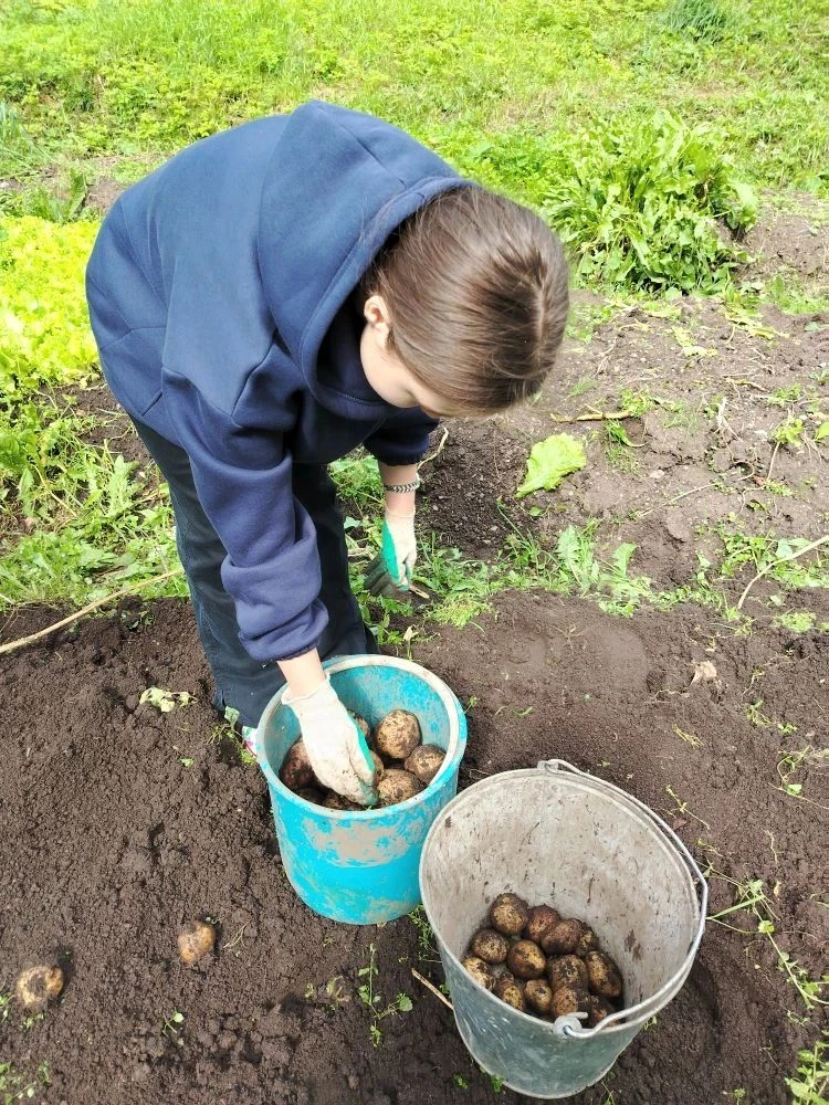Ну вот, пришло время собирать урожай картофеля🥔. Весной воспитанники сами его посадили...