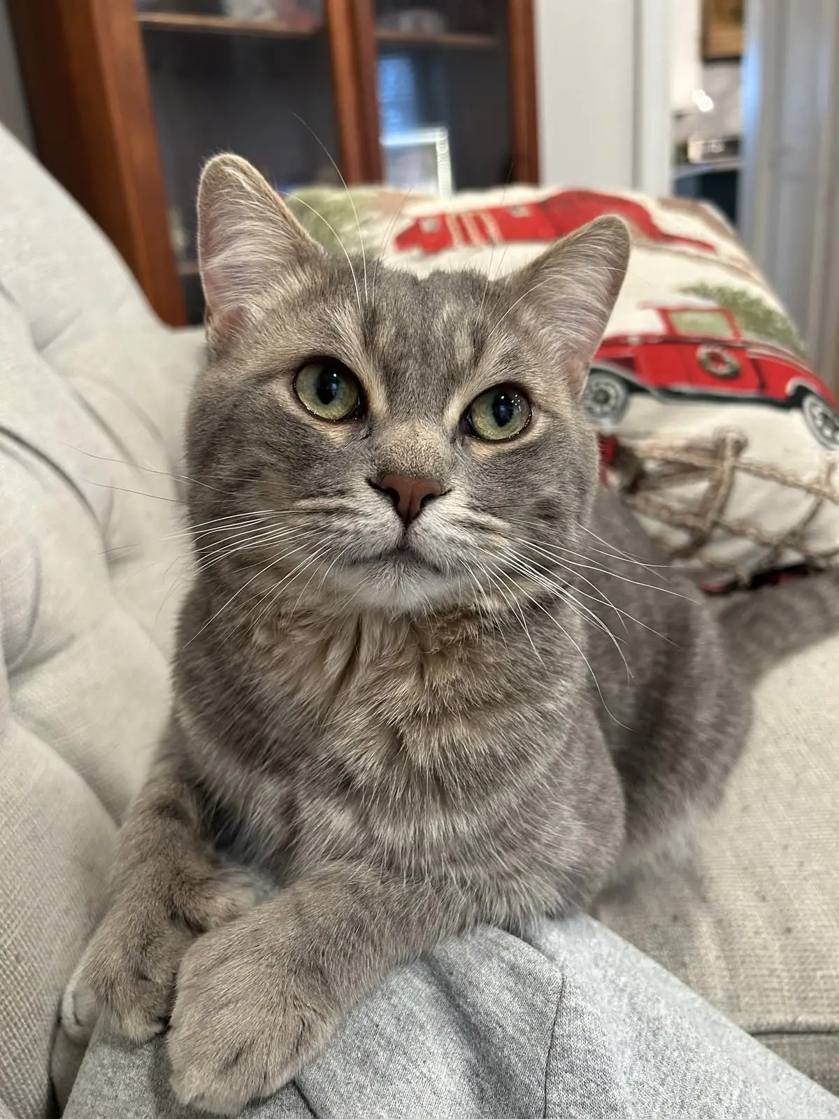 #КотикПодписчика 🥰