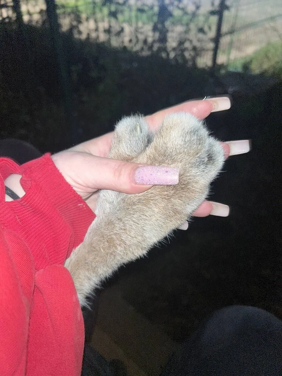 А вот такая лапка у годовалого рысёнка😁