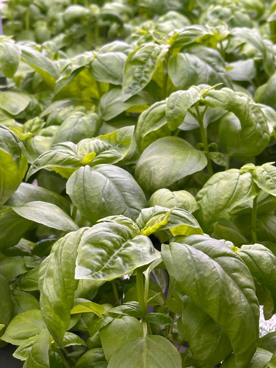 🥗 Как незаметно добавить больше зелени в рацион (и не страдать 😄)