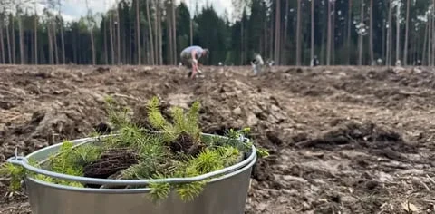 🌲 В ДНР до конца года высадят 405 тысяч сосен и акаций