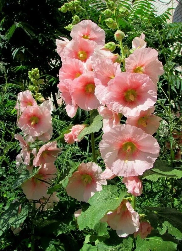 🌈🌺🩷Не забывайте, что мир прекрасен!