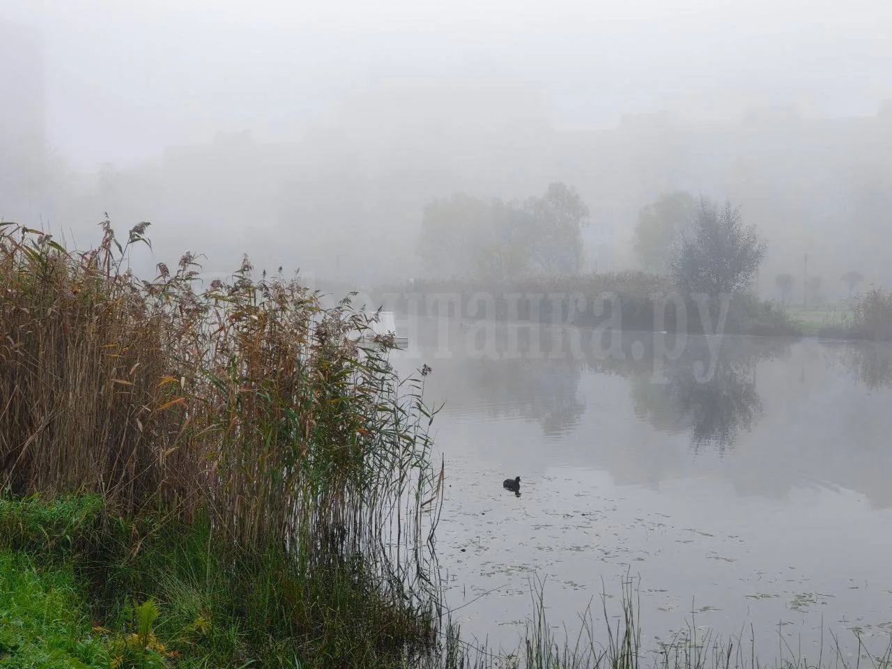🌫️ МЧС предупредило петербуржцев о тумане.