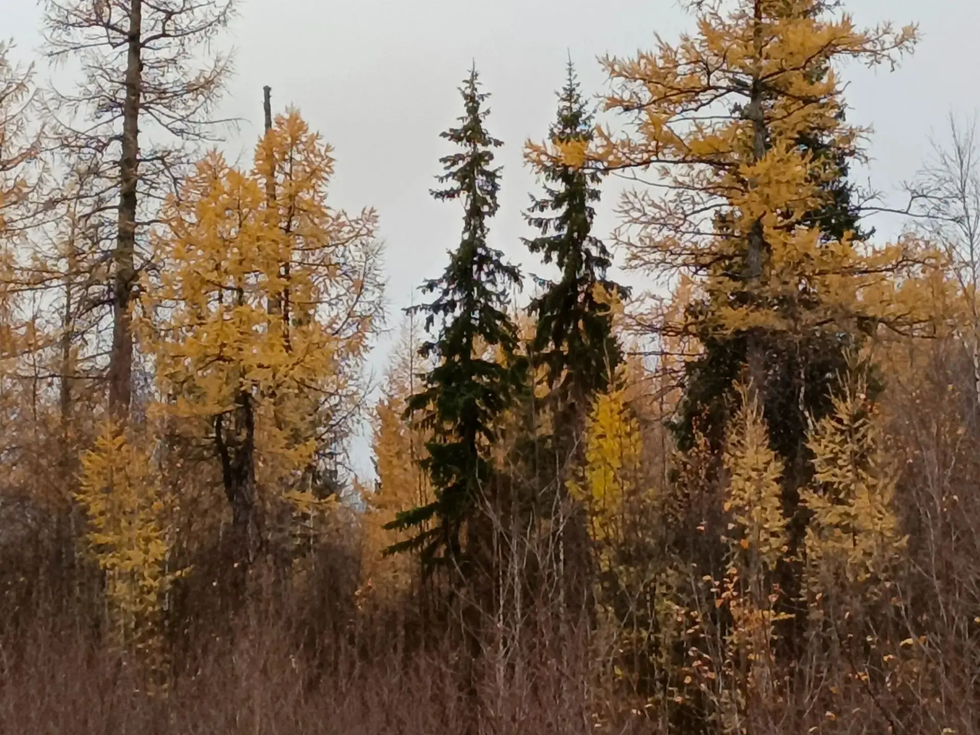 Осень