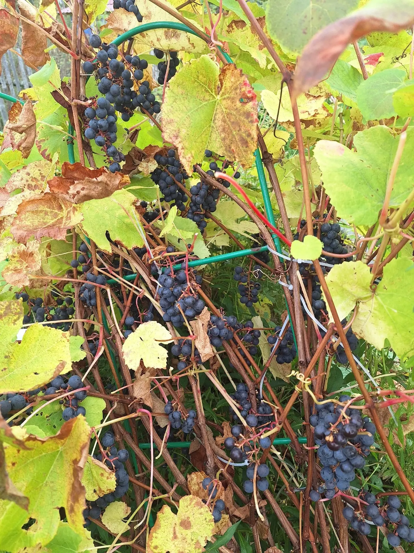 Под Петрозаводском собирают урожай винограда 🍇