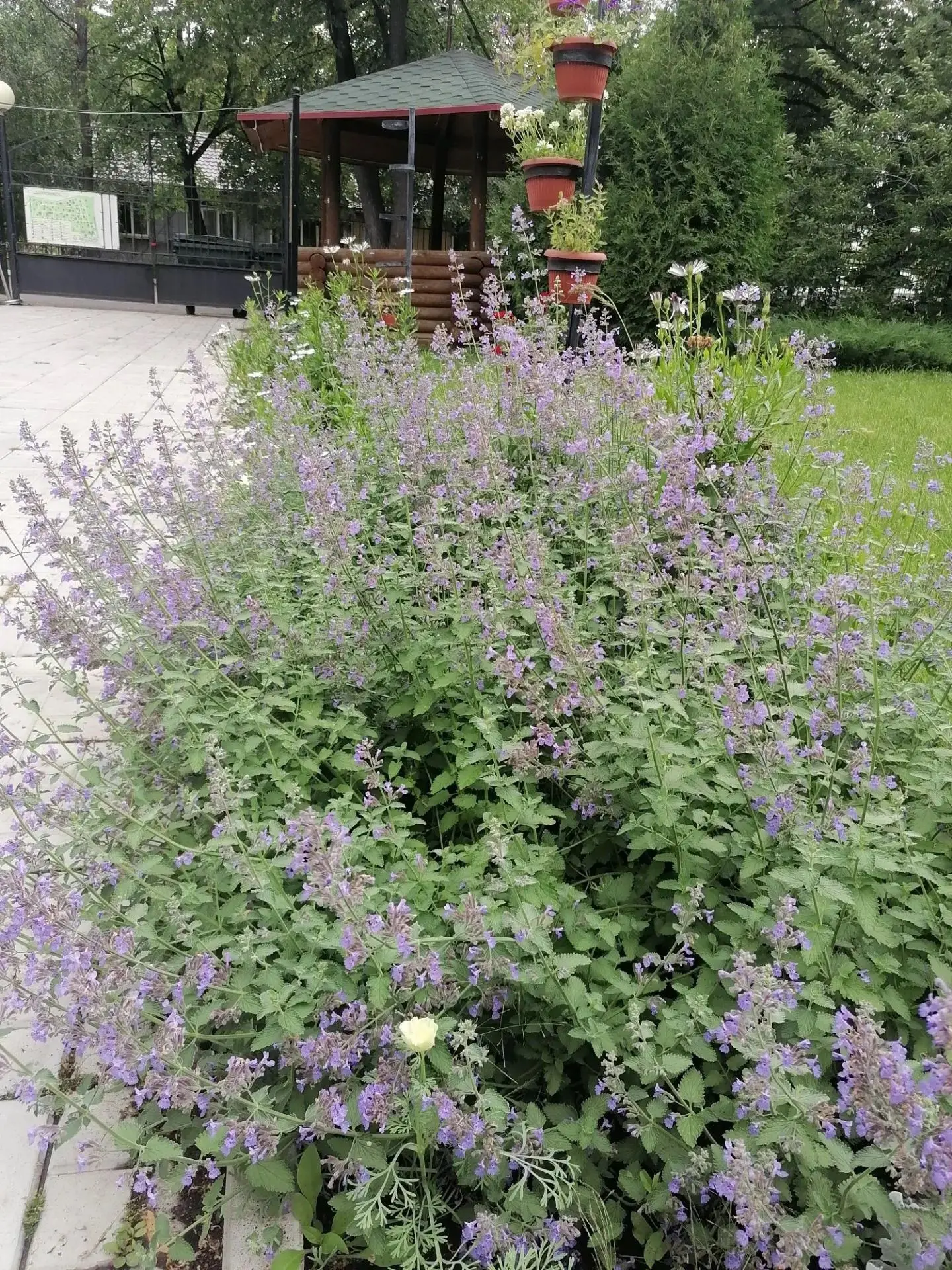 🌿 В нашем саду Гензе цветёт котовник Фассена — его ещё называют «русской лавандой»! 💜

И не зря: н