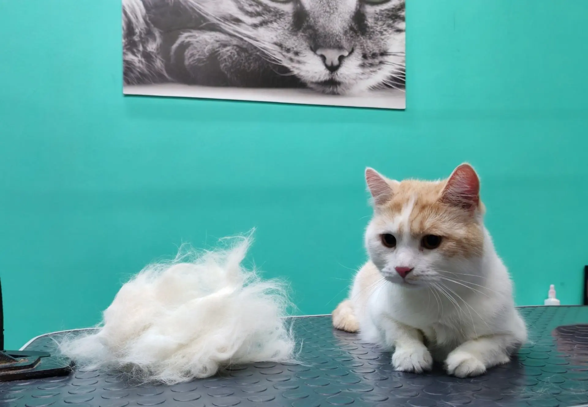 Котик-Гена🐈‍⬛ комплекс