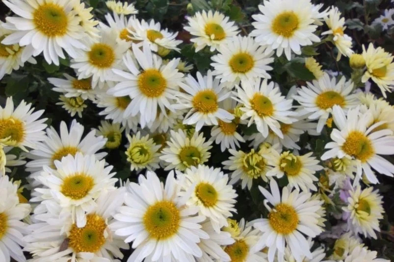 🌼Китайские ромашки и подсолнухи не попали в Уссурийск из-за насекомого-вредителя