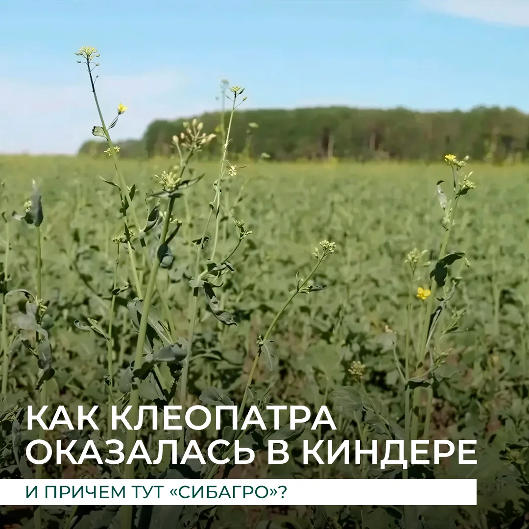 На первый взгляд звучит как загадка. На самом деле всё проще. Киндер – это село в Нижне...