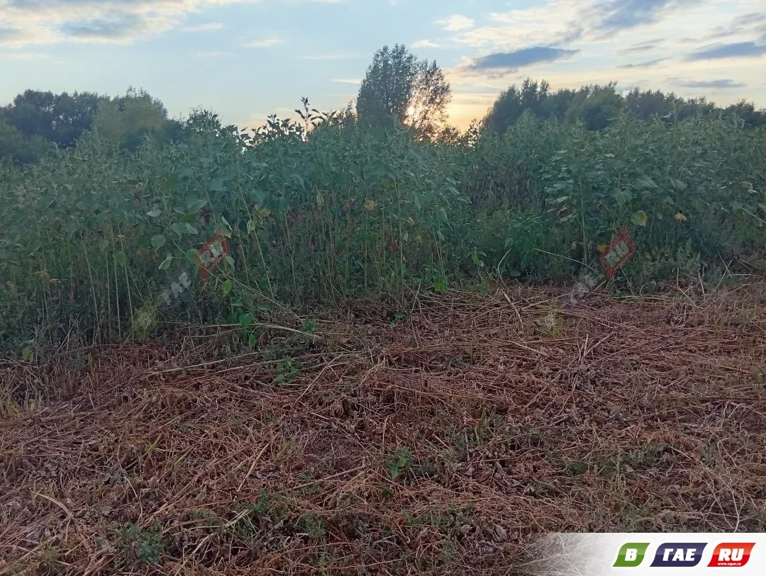 Администрацию округа оштрафовали за нескошенную траву 🌾