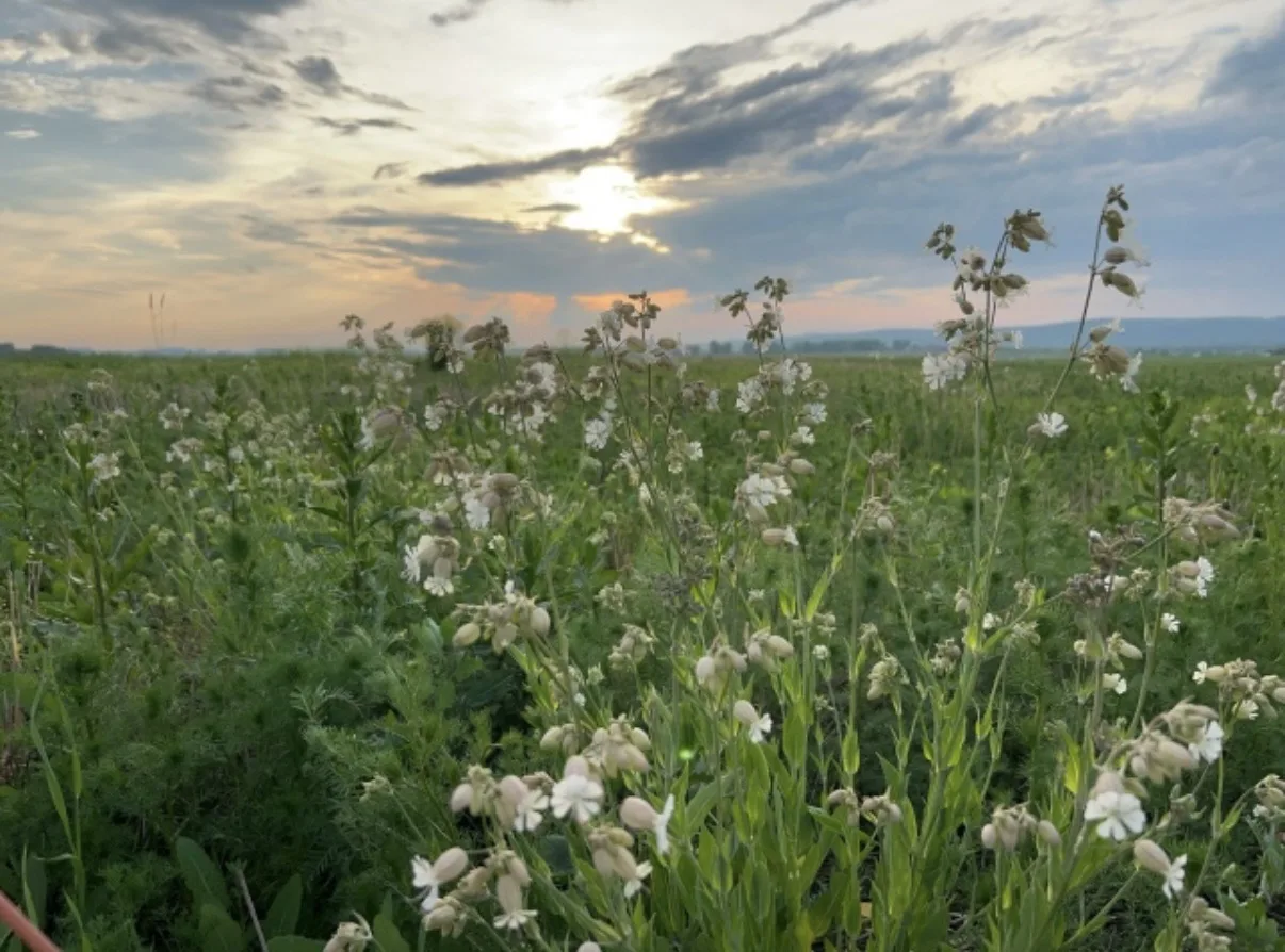 ☀️Доброе утро

📸Фото- Елены Васильевой.

По данным синоптиков сегодня -  от +17°C до +25°C, ☀️

🌄П