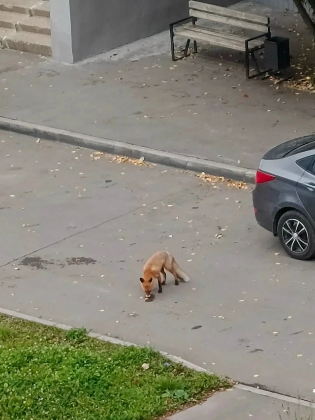 📍 Адрес: Лазо, 7.