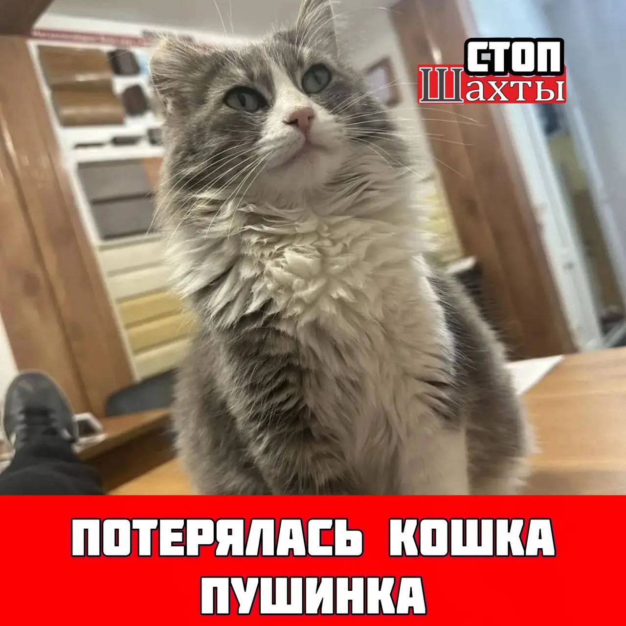 Потерялась кошка 🐈, если у вас есть какая-нибудь информация или вы знаете где она нахо...