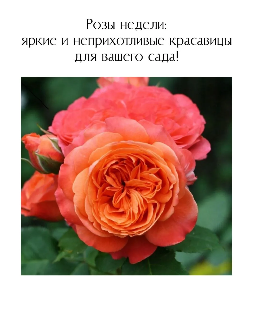 🌹 Розы недели: яркие и неприхотливые красавицы для вашего сада!