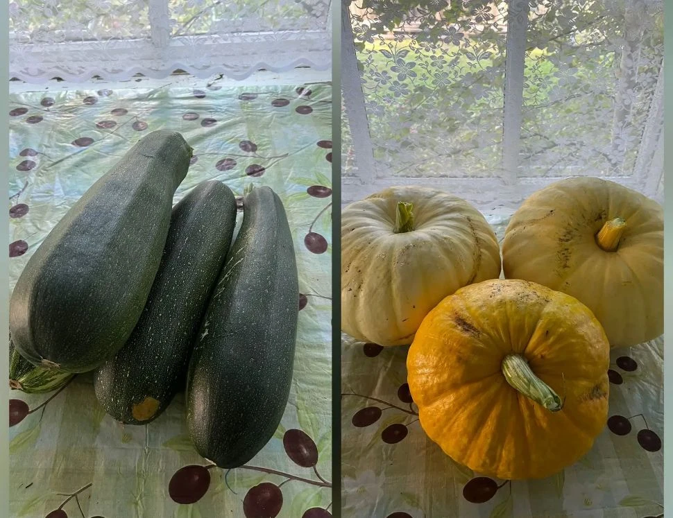Продам кабачки, цена 70 руб./шт., средний вес одного кабачка 1,5 кг. Тыква – 80 руб./кг...