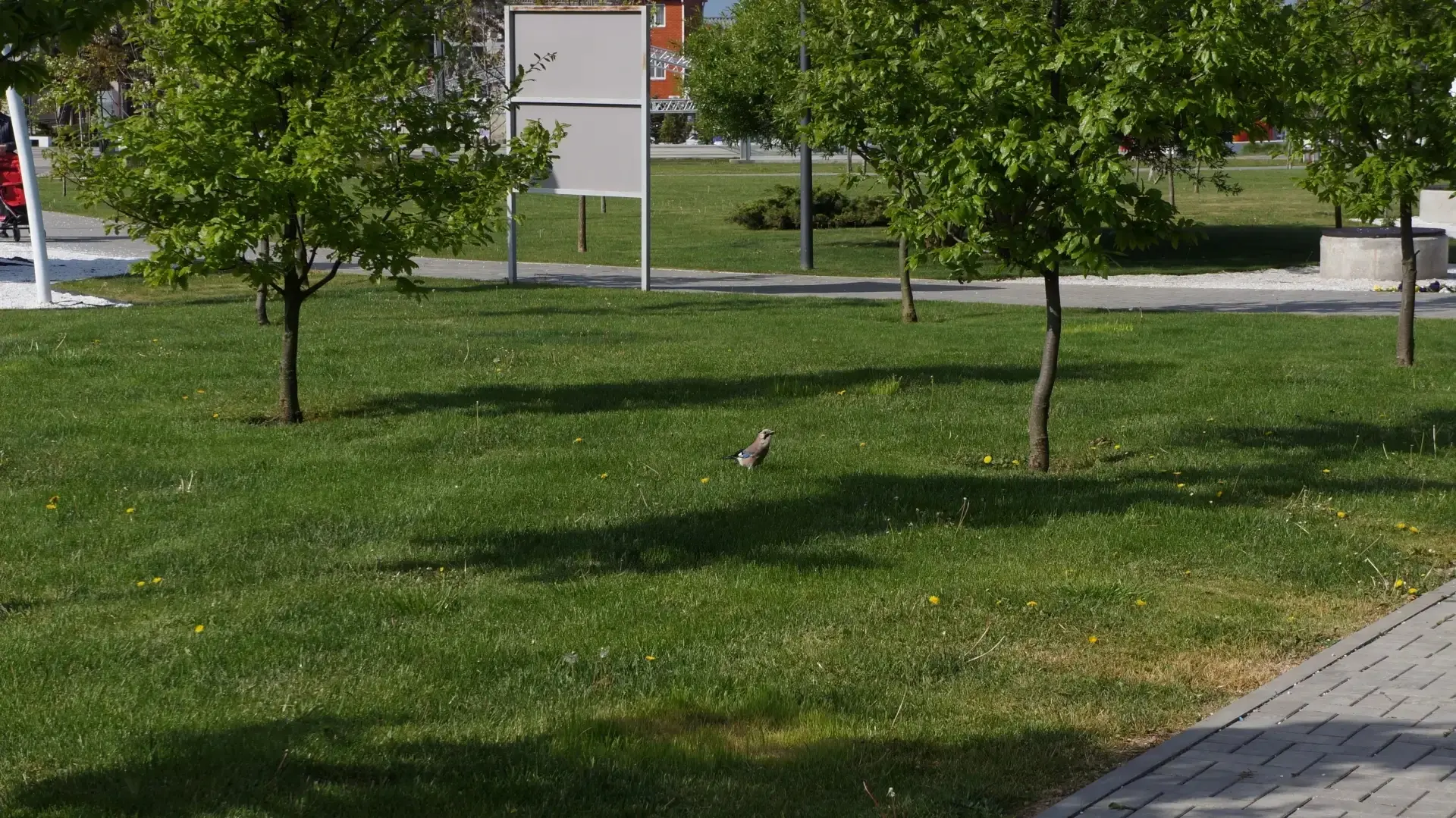 🌳 Сойка поселилась в Темрюке. В этот раз она попала в объектив корреспондента в парке Пушкина.  Инте