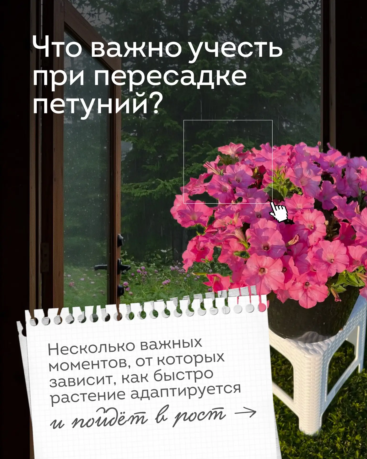 В карусели рассказали об основных этапах пересадки петуний 🌿