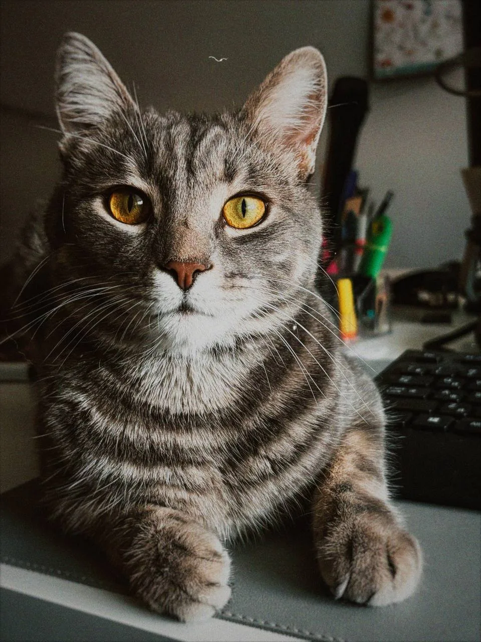 Просто прекрасный я 🐱