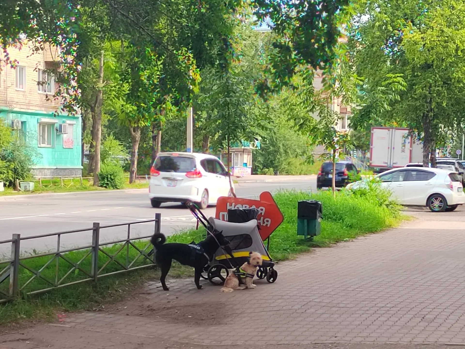 🐶 В ожидании вкусняшки...