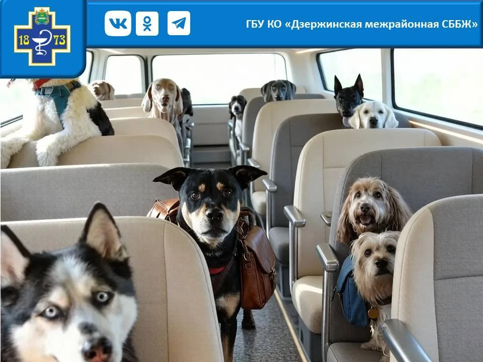 Планируете поездку вместе с любимцем? Давайте освежим в памяти правила перевозки животных.