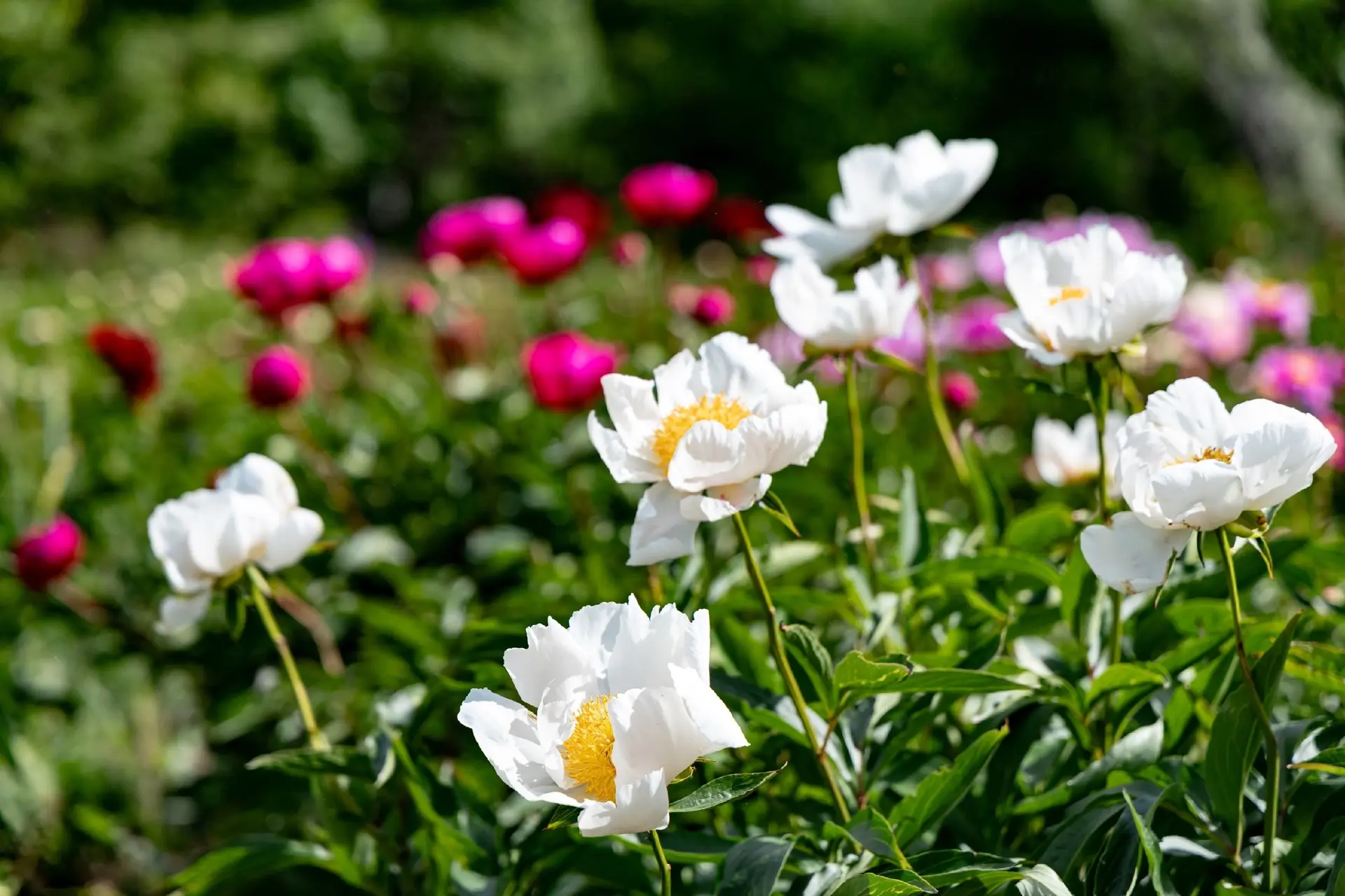 В Ботаническом саду СГУ зацвели пионы! 🌺
