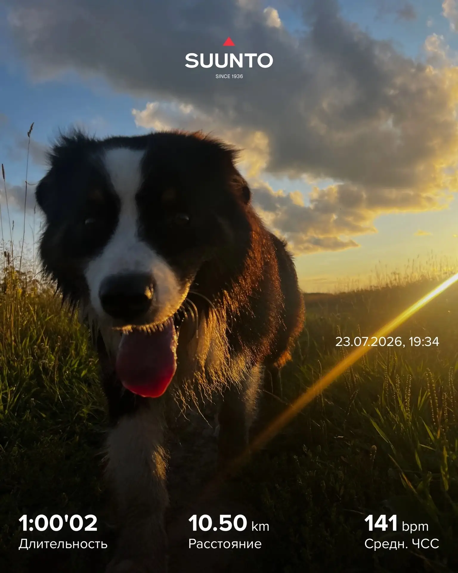 🐶Какой сегодня праздник? День благодарности собакам!