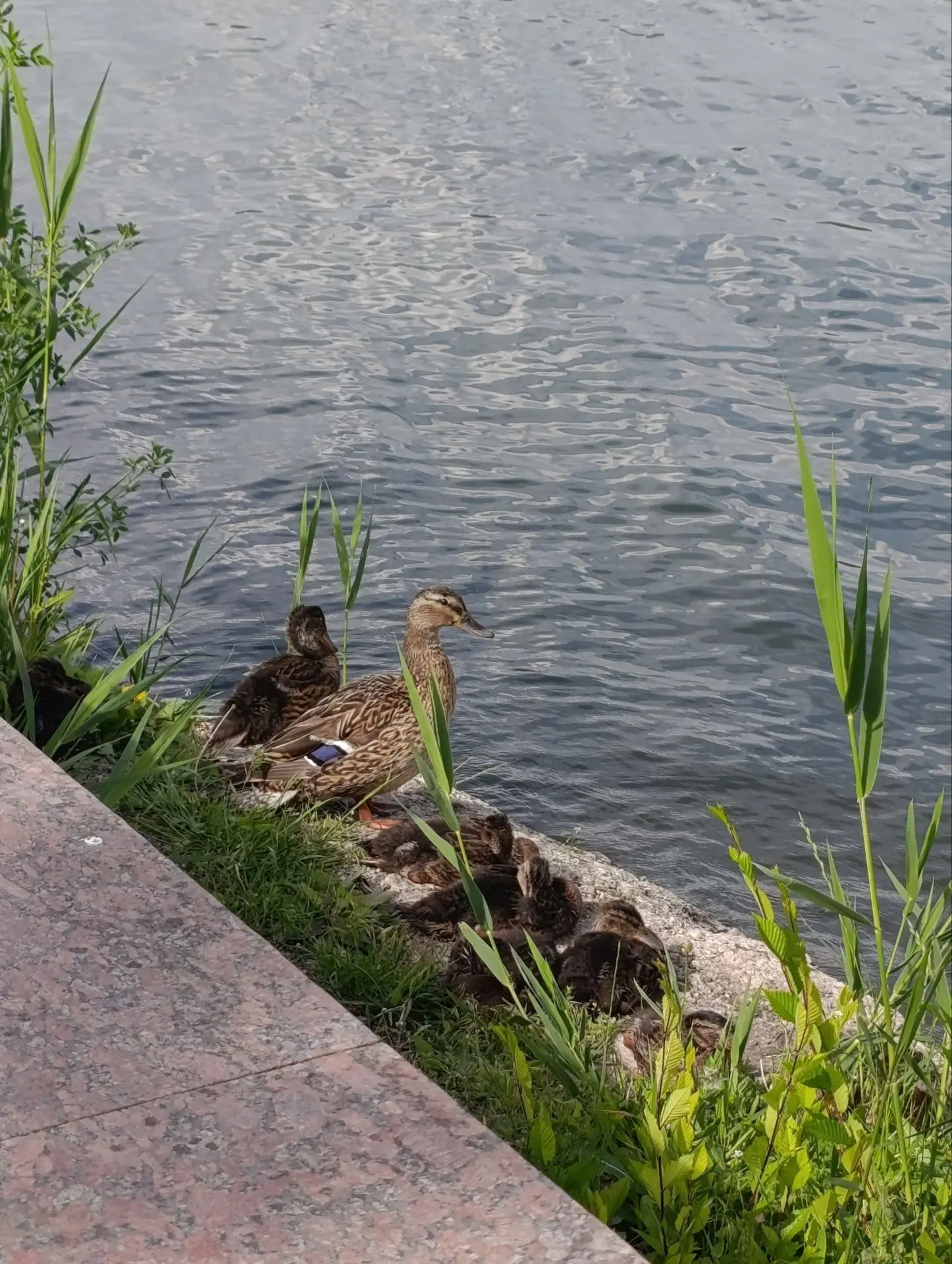 Уточки в Донецке 😍