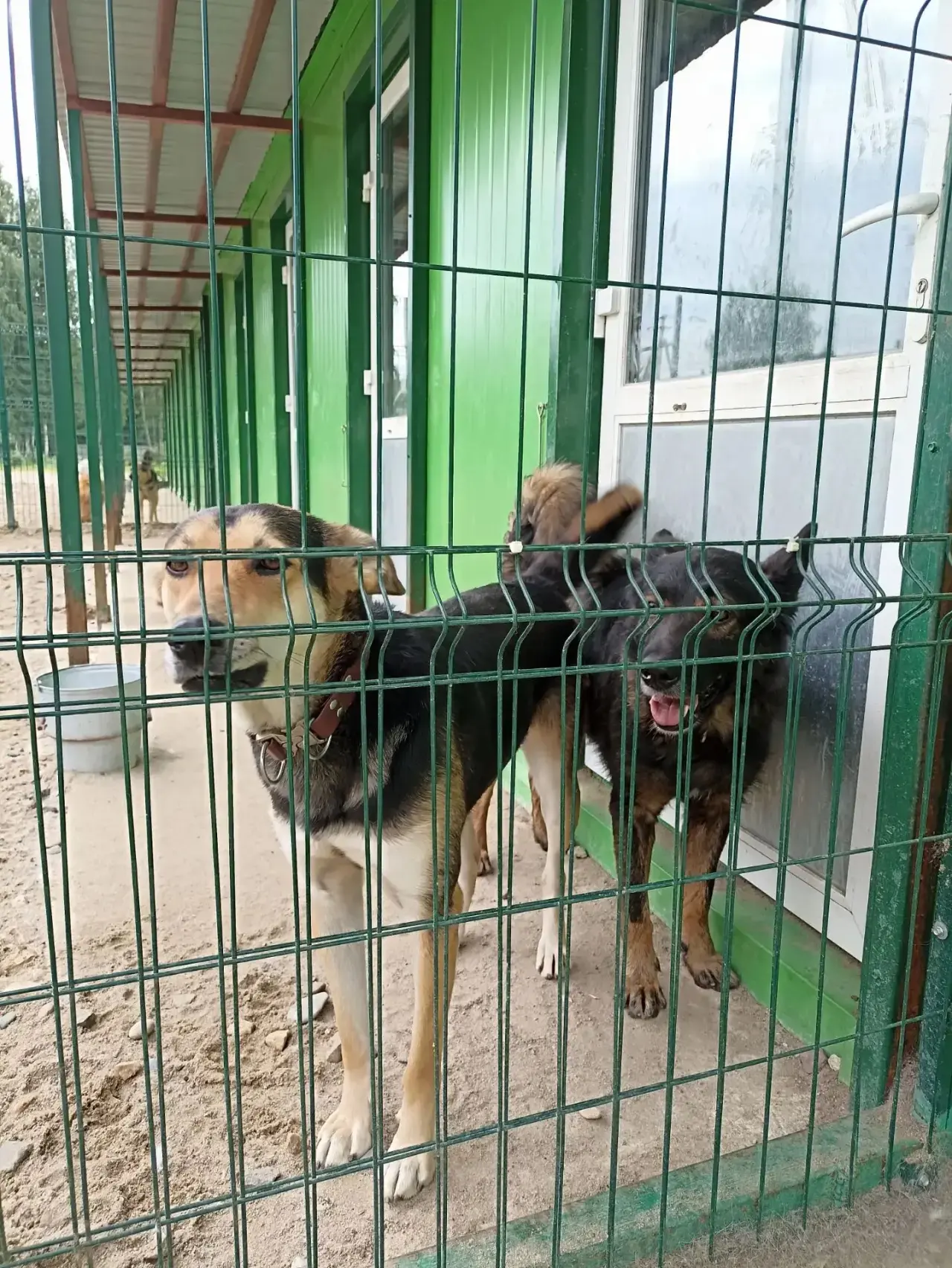 🐾Мы снова убедились, что доброта — это главная сила нашего мира. Наша команда отвезла очередную пар